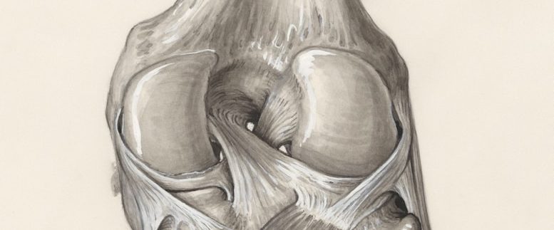 Fisioterapia a domicilio de Prótesis y Fracturas Madrid